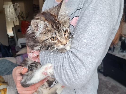 PoulaTo: Maine Coon - Μέιν Κουν